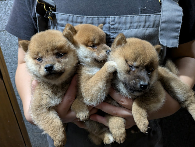 豆柴:赤メス3頭