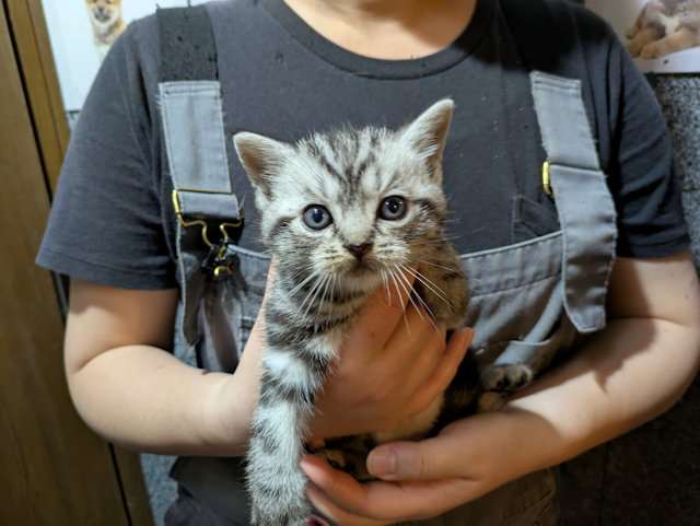 アメリカンショートヘアー