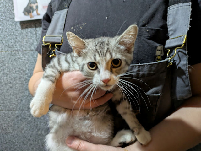 オリエンタルショートヘアー